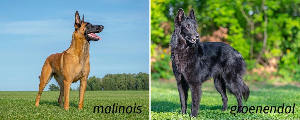 Belgisk vallhund malinois - Moderna