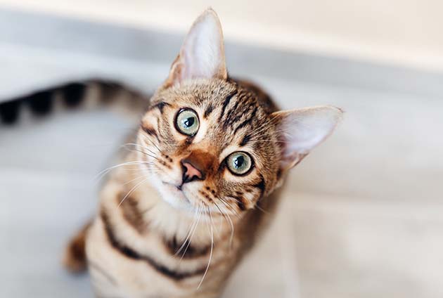 Fakta om katter Moderna Djurförsäkringar