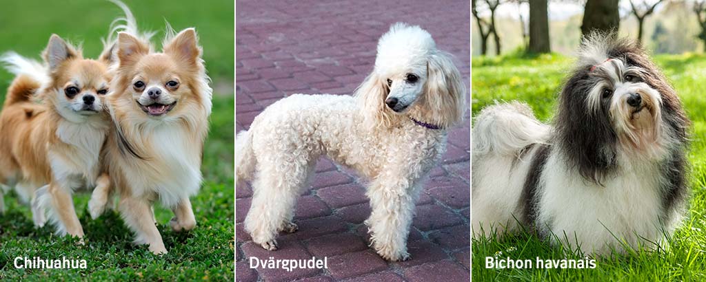 TEST – Vilken hundras passar dig?