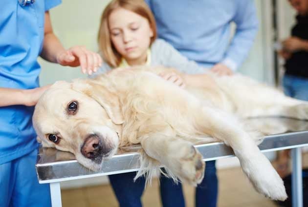 hund - Djurförsäkringar